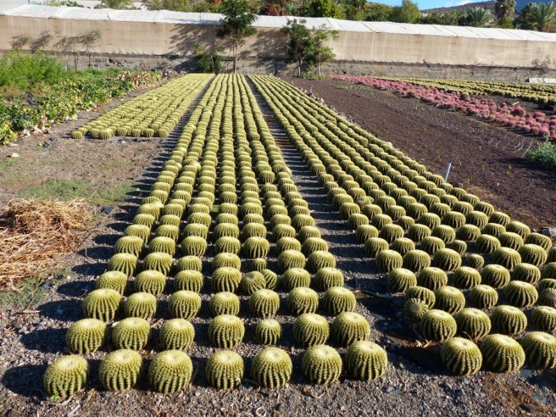 Echinocactus grusonii v.brevispinus.jpg