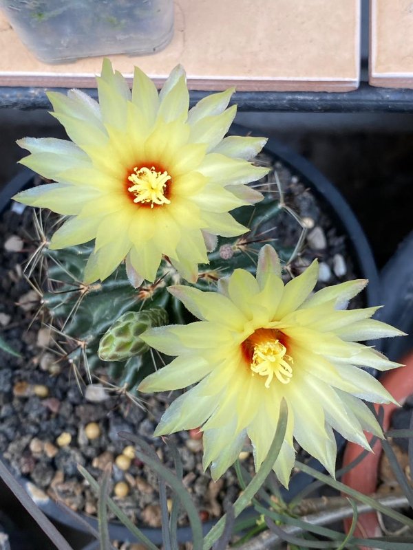 These blooms reminded me of sunflowers!