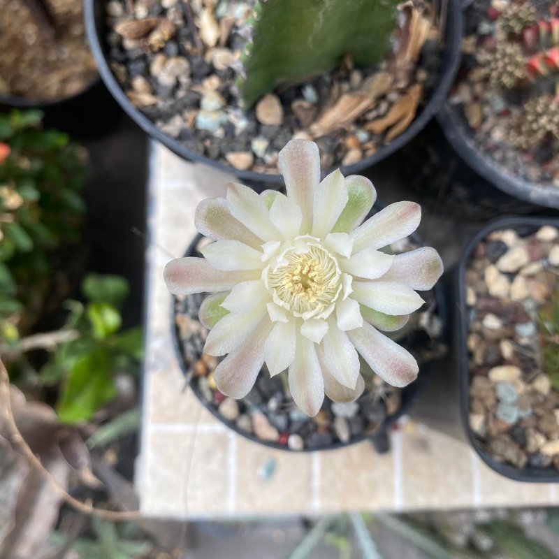 The pretty gymno bloom