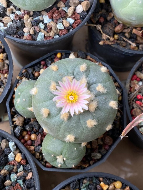 This 'loco lopho' has been flowering for crazy this month, for three times already!