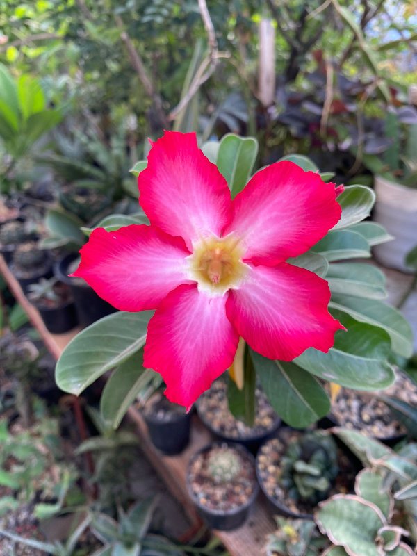 Adenium flowers too