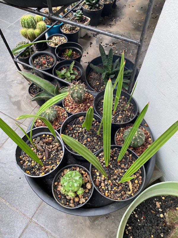 Dates! After months failing to grow them, now I have found a way to eventually made them germinate! They'll be repotted once their second leaves are long enough