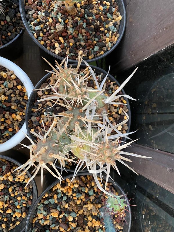 The tephrocactus articulatus var. papyrachantus. It's growing slow but steady