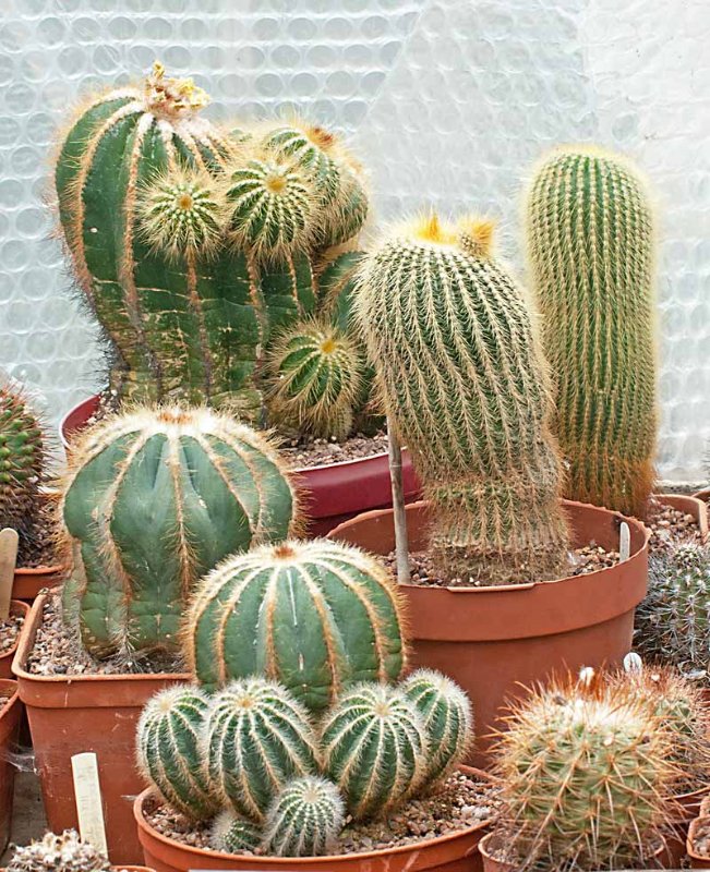 Eriocactus.jpg