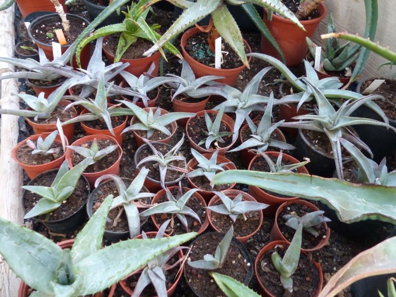 Aloe roeoeslii, 2 years.jpg