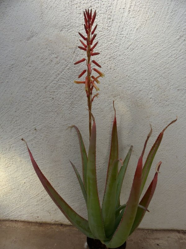 Aloe roeoeslii, with flower.jpg