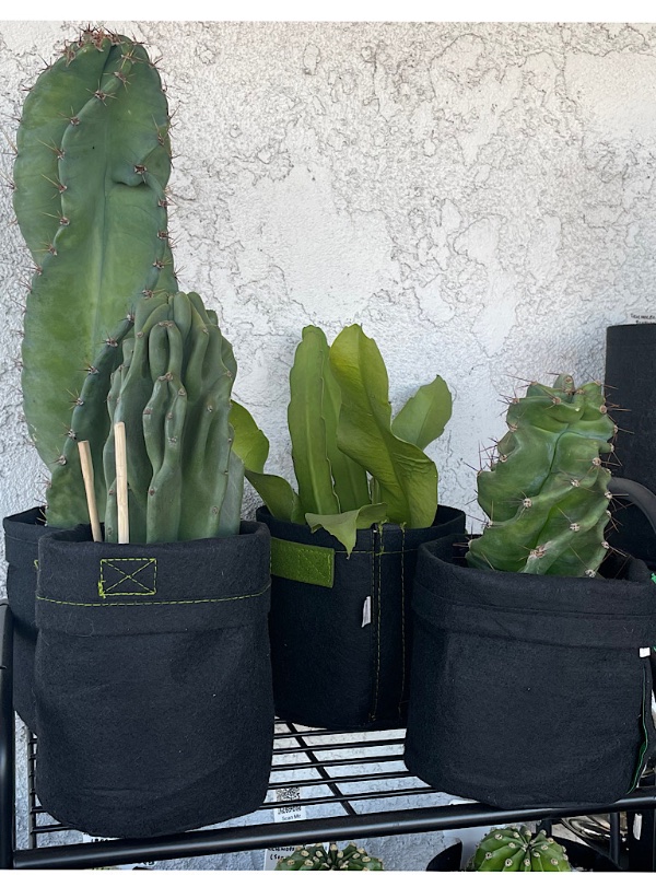 Pot Rack 2 - Shelf 1 (All Cuttings)