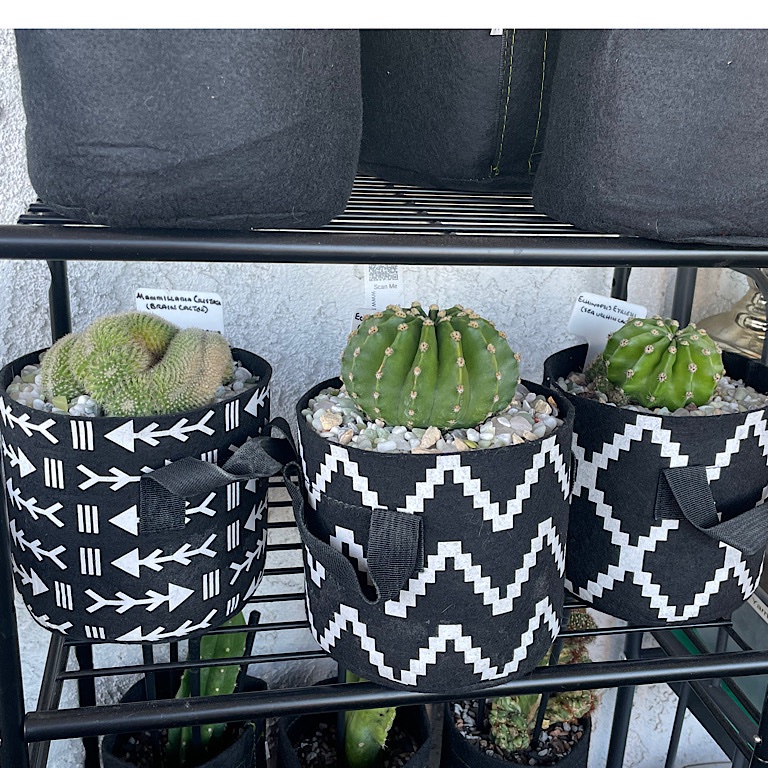 Pot Rack 2 - Shelf 2  (Sunburnt Cacti)