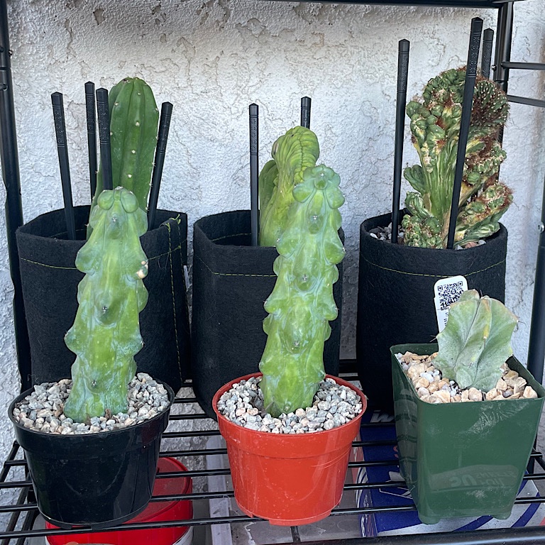 Pot Rack 2 - Shelf 3 (Cuttings &amp; Newbies)