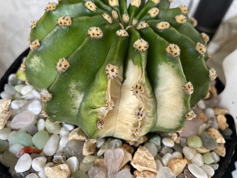 Sunburned Echinopsis Eyriesii (Large)