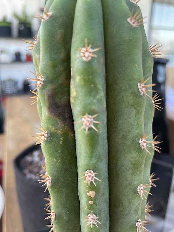 Trichocereus Scopulicola x Peruvianus Hybrid with Sunburn &amp; Edema - 3