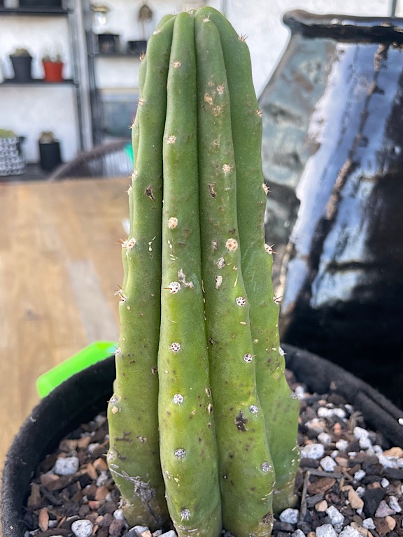 Echinopsis Pachanoi (San Pedro) with Suspected Sunburn &amp; Edema - 1