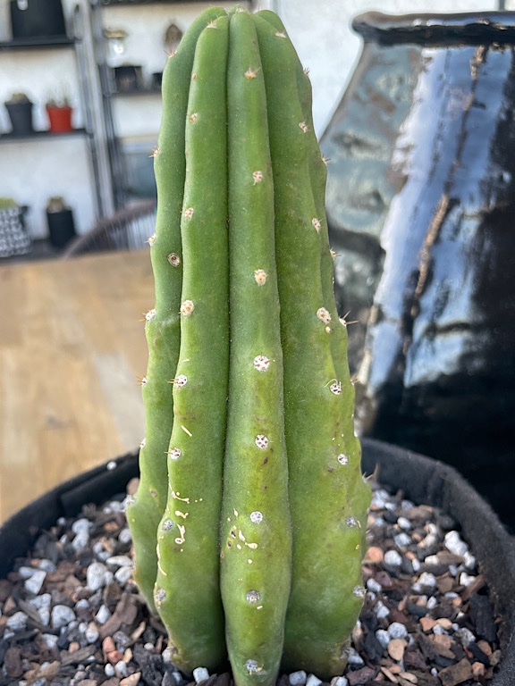 Echinopsis Pachanoi (San Pedro) with Suspected Sunburn &amp; Edema - 2
