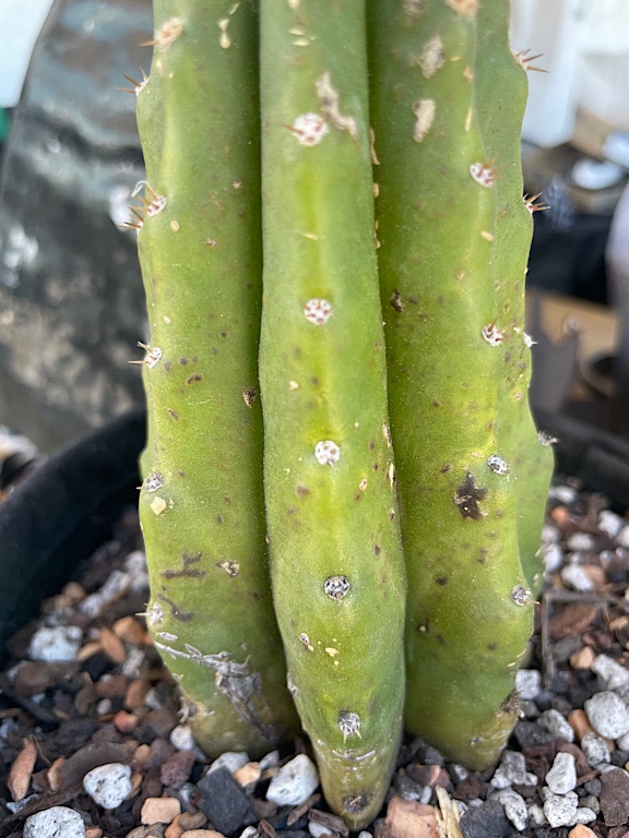 Echinopsis Pachanoi (San Pedro) with Suspected Sunburn &amp; Edema - 3