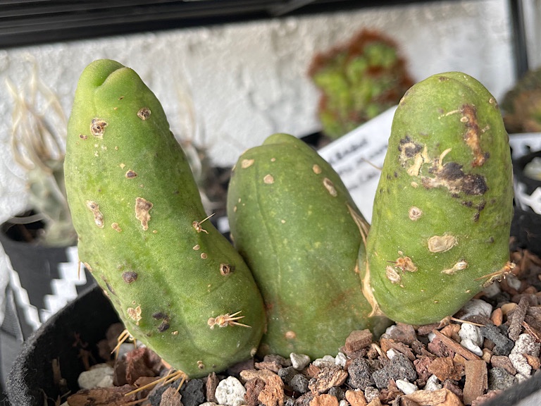 Trichocereus Bridgesii Monstrose (Penis Cactus) with Suspected Sunburn, Edema, and Known Surgical Mutilation Gone Awry - 1