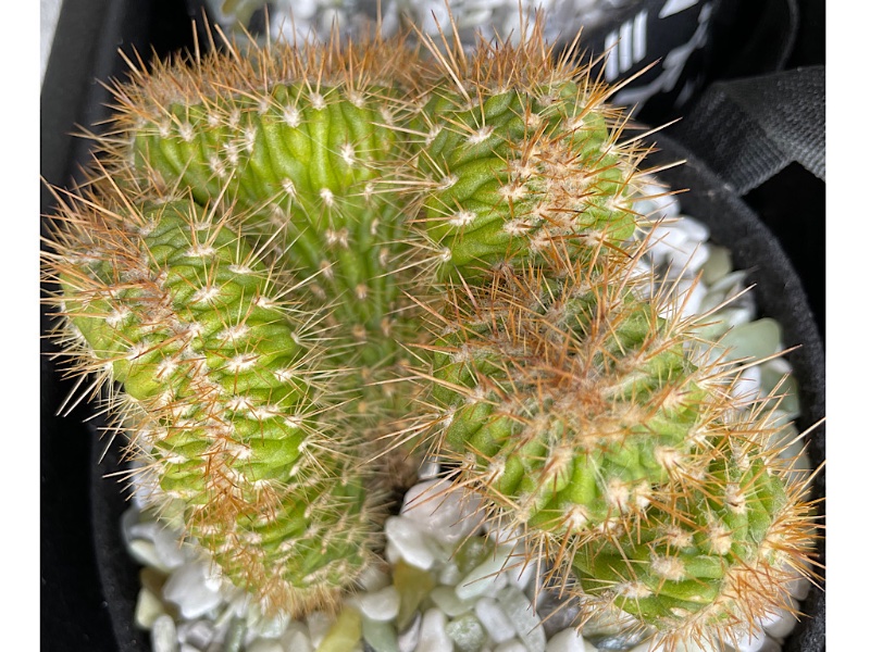 Unknown Cristata Cactus - 2