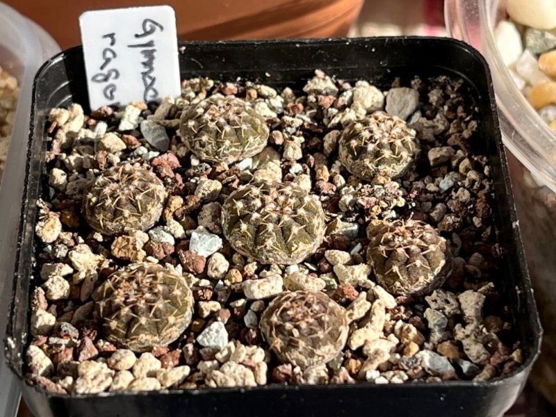 Gymnocalycium ragonesei (pink flower).jpg