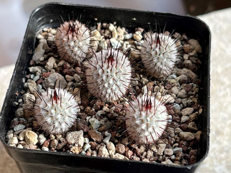 Mammillaria perezdelarosae v  andersoniana.jpg