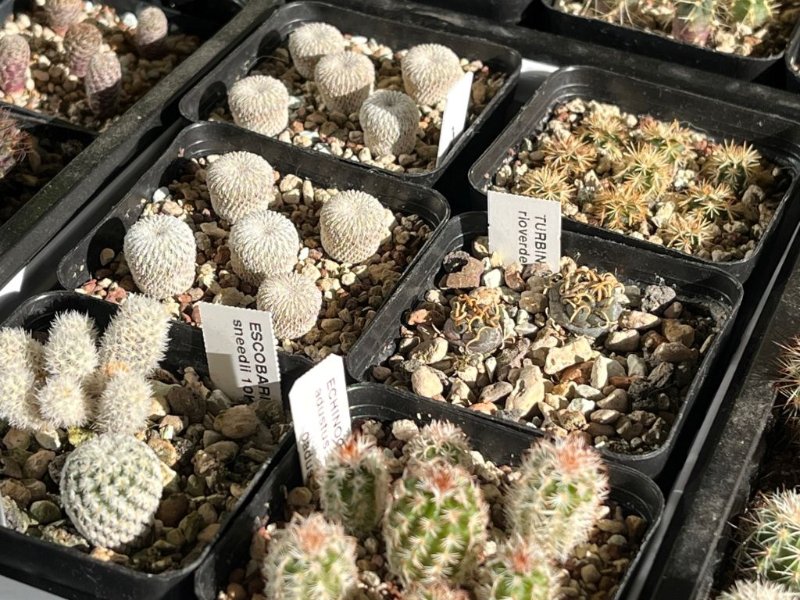 Turbinicarpus mombergeri, Escobaria sneedii, Epithelantha greggii, T. rioverdensis, Echinocereus adustus, Echinocereus davisii