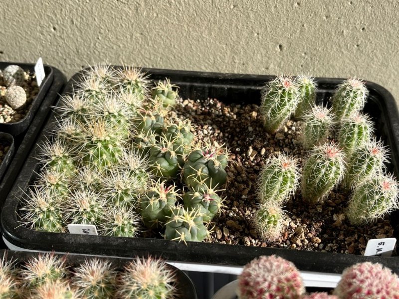 Echinocereus apachensis, Glandulicactus mathsonii, Echinocereus pamanesiorum