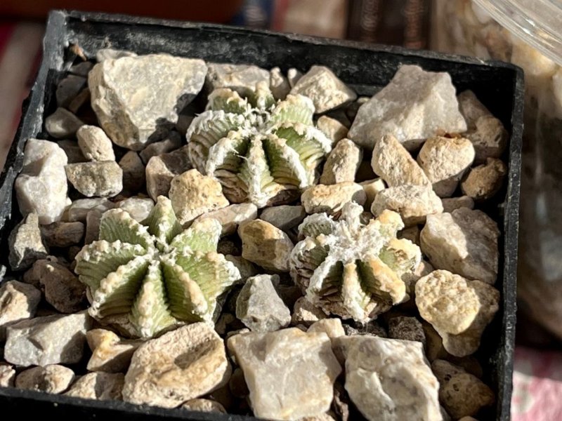 Aztekium hintonii.jpg