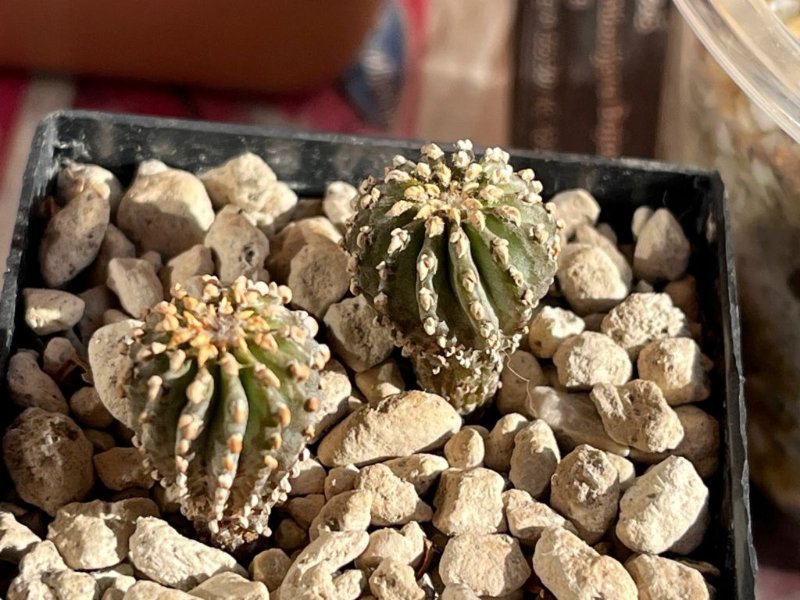 Geohintonia mexicana.jpg