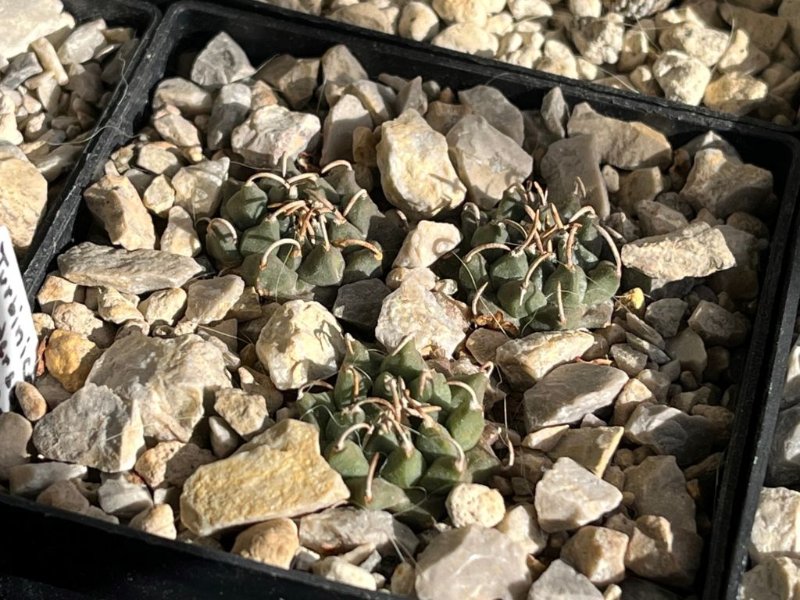 Turbinicarpus andersonii.jpg