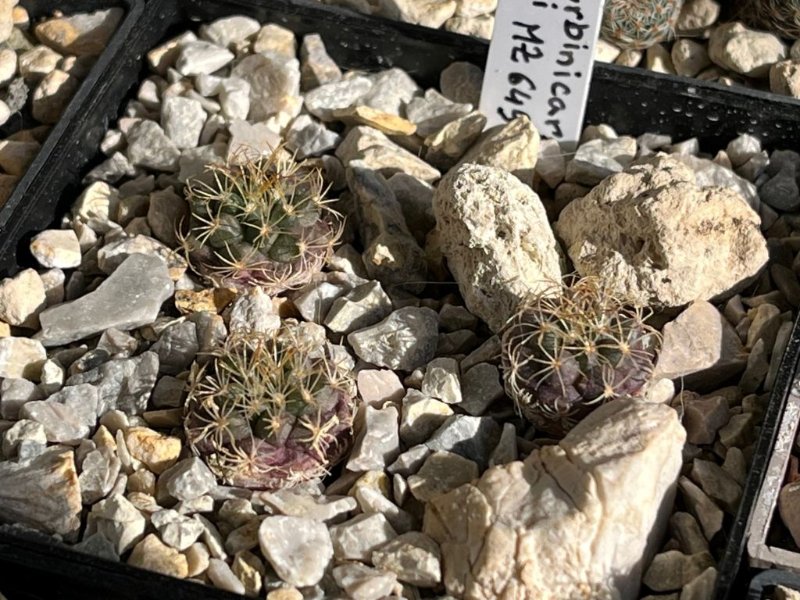 Turbinicarpus laui.jpg