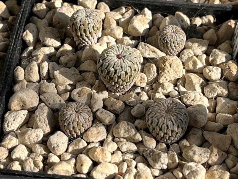 Turbinicarpus pseudopectinatus v  rubriflorus.jpg