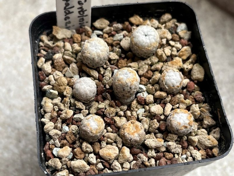 Turbinicarpus valdezianus.jpg