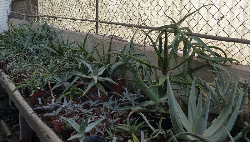 Aloes greenhouse 1.jpg