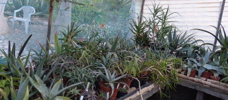 Aloes greenhouse 2.jpg