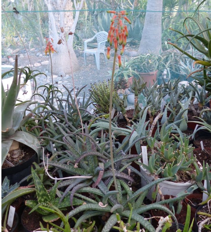 Aloes greenhouse 3.jpg