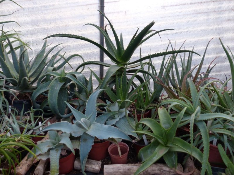 Aloes greenhouse 4.jpg