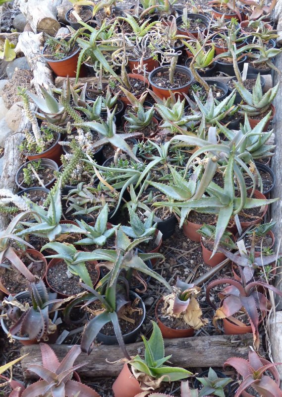 Aloes seedlings.jpg