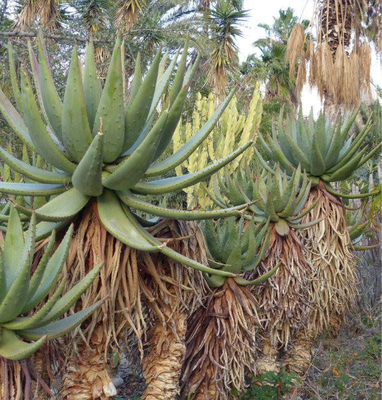 Aloe spectabilis.jpg