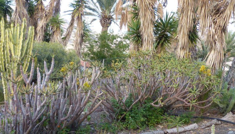 Aloe ramosissima.jpg