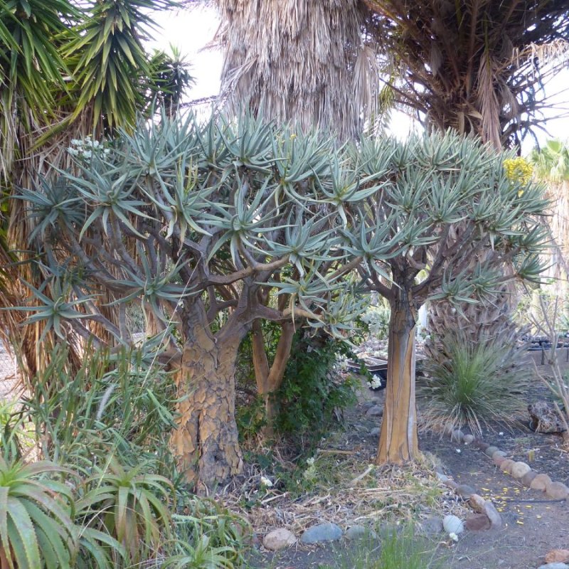 Aloe dichotoma.jpg