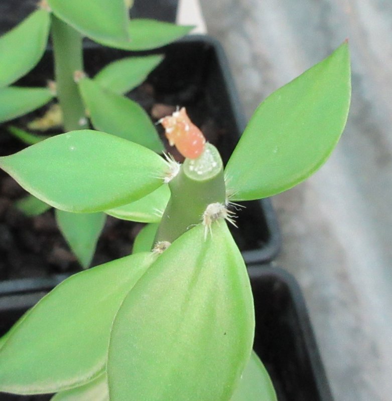 Grafted seedling, uebelmannia pectinifera