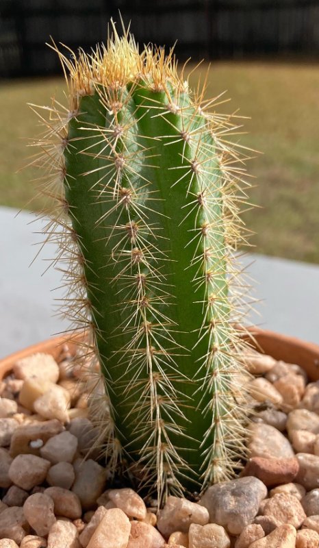 Pilosocereus 1a.jpg