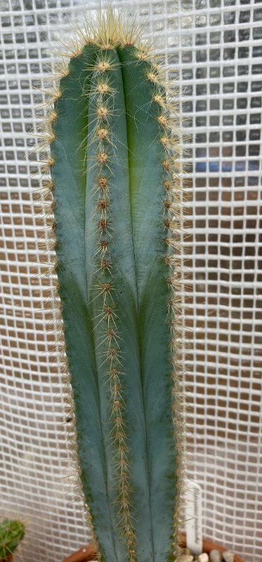 Pilosocereus 2a.jpg