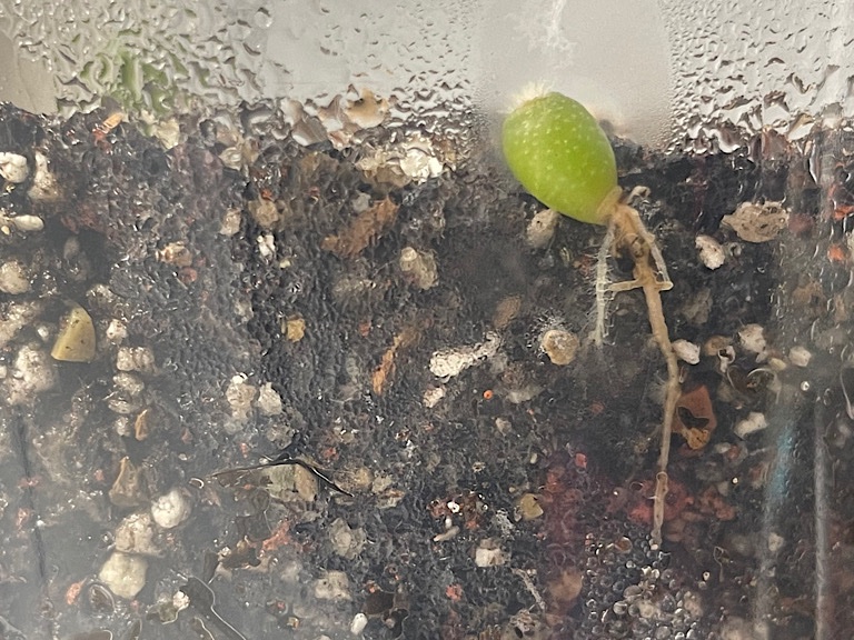 L.W. Texensis, growing off the side of the container