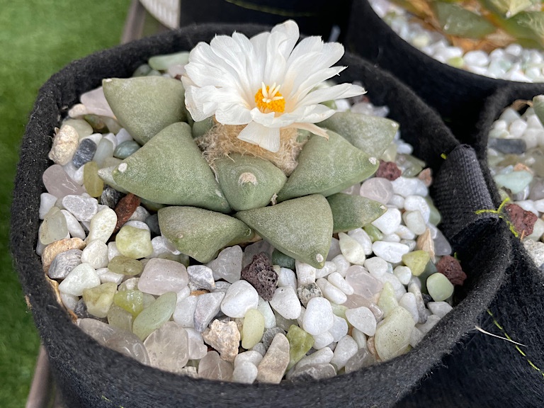 Ariocarpus Retusus in bloom