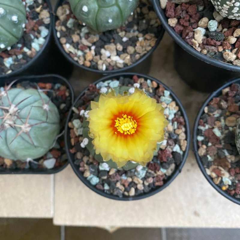 Astrophytum blooming. It has a gentler color to my eyes and I love it