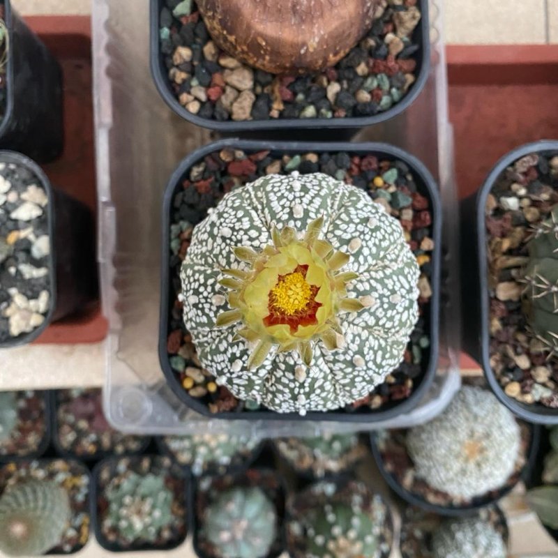 Another Astrophytum blooming. This one is quite a fighter as it's been struggling to keep itself plump for weeks. Let's see where it goes