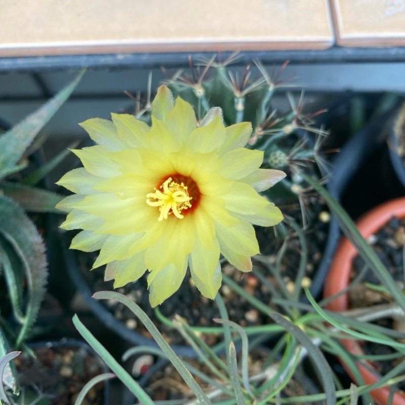 Ferocactus blooming again! Not exactly this often before I changed my fertilizer routine thanks to Steve and co.