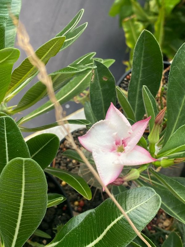 Another Pachypodium saundersii blooming. Question: how do you pronounce 'Pachypodium'? Is it 'pa-chee' or 'pa-key'?