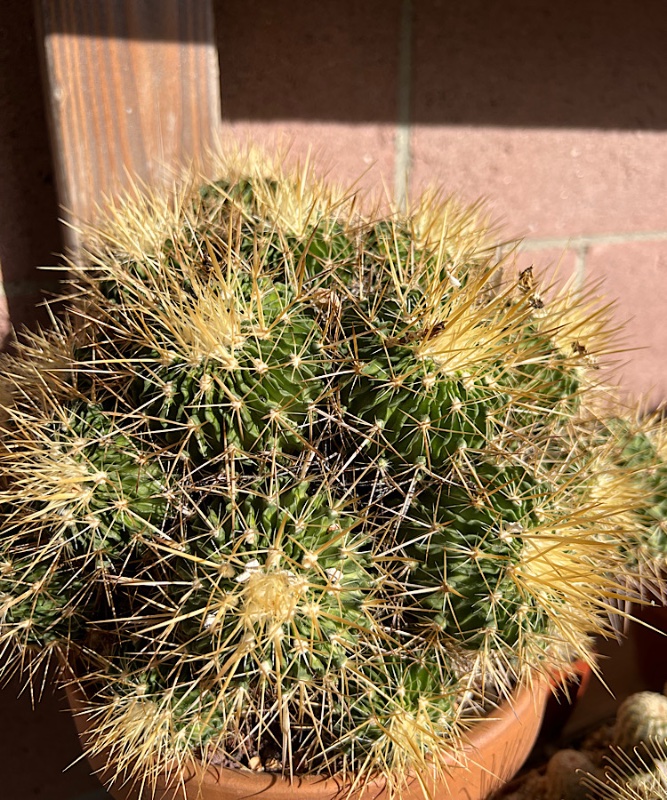 Stenocactus