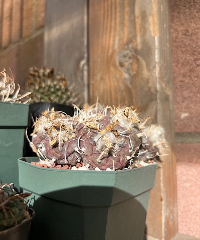 Turbinicarpus