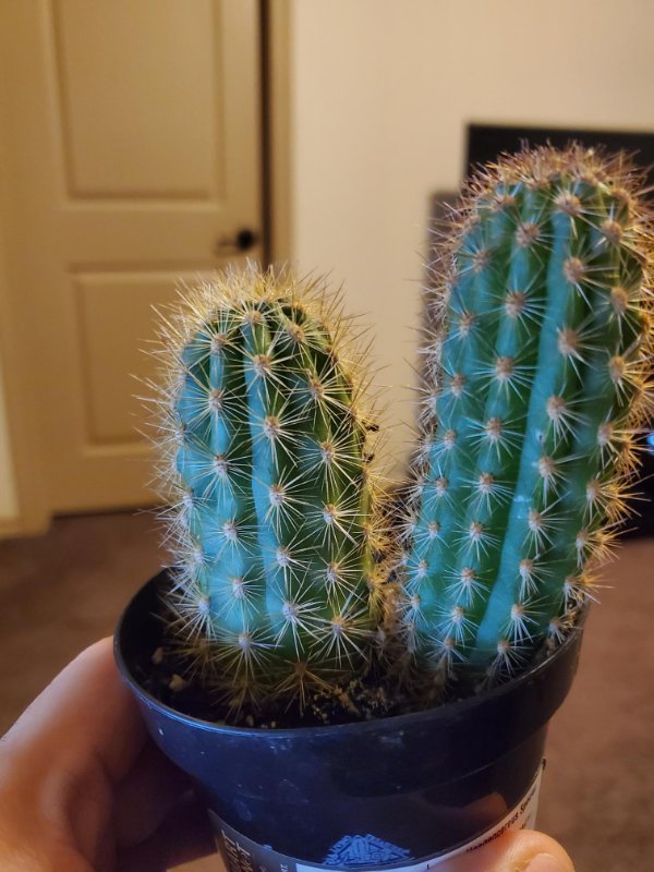 cactus 3.jpg